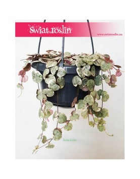 Ceropegia Woodii Variegata, Ceropegia Wooda Variegata 1