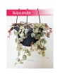 Ceropegia Woodii Variegata, Ceropegia Wooda Variegata 1