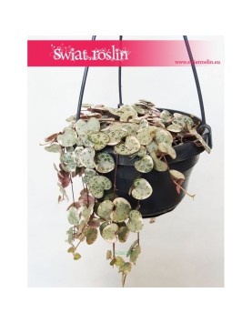 Ceropegia Woodii Variegata, Ceropegia Wooda Variegata 2