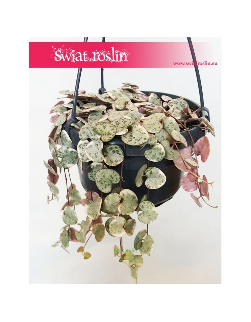 Ceropegia Woodii Variegata, Ceropegia Wooda Variegata 3