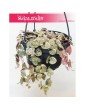 Ceropegia Woodii Variegata, Ceropegia Wooda Variegata 3