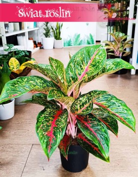 Aglonema Paradise Red kup w sklepie z wysyłką do domu, Aglaonema Paradise Red