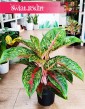 Aglonema Paradise Red kup w sklepie z wysyłką do domu, Aglaonema Paradise Red