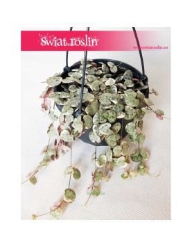 Ceropegia Woodii Variegata, Ceropegia Wooda Variegata 4