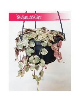 Ceropegia Woodii Variegata, Ceropegia Wooda Variegata 5