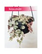 Ceropegia Woodii Variegata, Ceropegia Wooda Variegata 5
