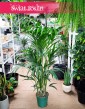 Średnia Palma Kentia Howea Forsteriana , Średnia Palma Kencja Howea Fosteriana wysyłka sklep