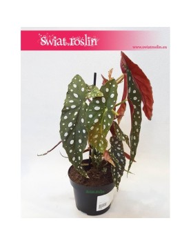 Begonia Maculata, Begonia Plamista, Begonia Koralowa, Ukośnica 1
