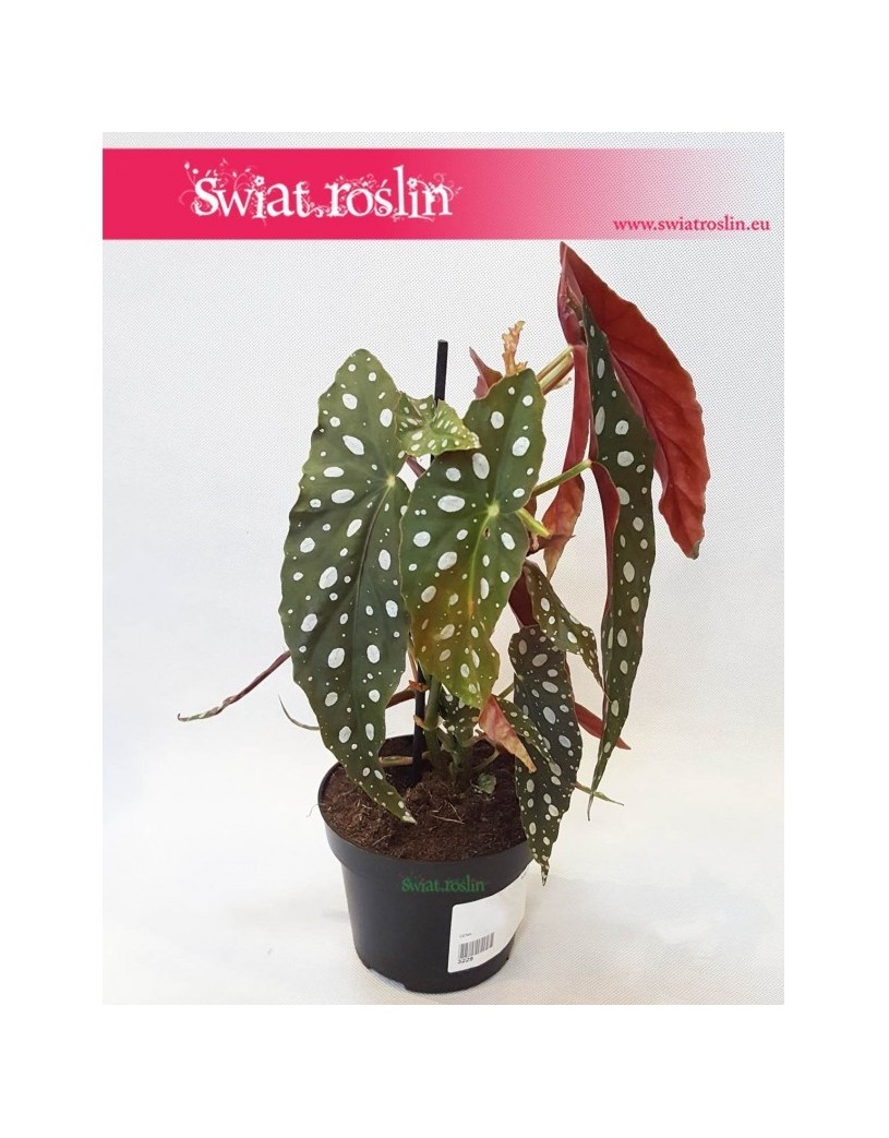 Begonia Maculata, Begonia Plamista, Begonia Koralowa, Ukośnica 1