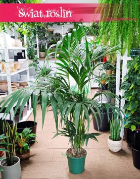 Średnia Palma Kentia Howea Forsteriana , Średnia Palma Kencja Howea Fosteriana sklep z palmami w Krakowie