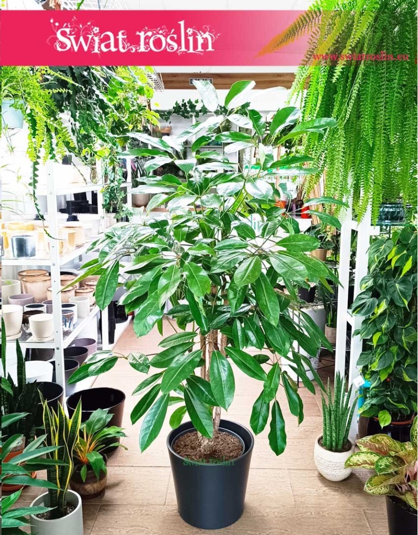 Duże drzewo Szeflera Amate, Wielka Schefflera Amate drzewo, Duża Szeflera parasolowata