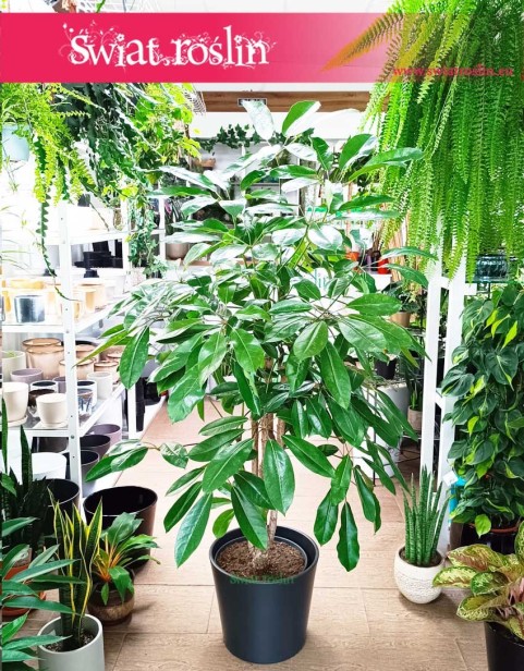 Duże drzewo Szeflera Amate, Wielka Schefflera Amate drzewo, Duża Szeflera parasolowata