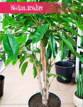 Duże drzewo Szeflera Amate piękna roślina do biura do mieszkania do domu, Wielka Schefflera Amate, Duża Szeflera parasolowata
