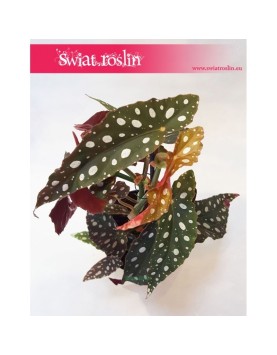 Begonia Maculata, Begonia Plamista, Begonia Koralowa, Ukośnica 2