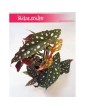 Begonia Maculata, Begonia Plamista, Begonia Koralowa, Ukośnica 2