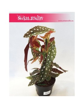 Begonia Maculata, Begonia Plamista, Begonia Koralowa, Ukośnica 4