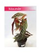 Begonia Maculata, Begonia Plamista, Begonia Koralowa, Ukośnica 4