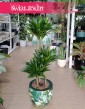 Dracena Compacta, Dracaena Compacta