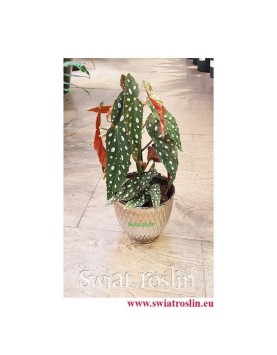 Begonia Maculata, Begonia Plamista, Begonia Koralowa, Ukośnica 6