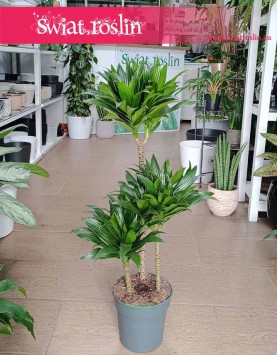 Dracena Compacta oczyszczająca powietrze roślina do kupienia w Krakowie, Dracaena Compacta
