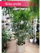 Palma Biczowa, Rapis Wyniosły, Rhapis Excelsa