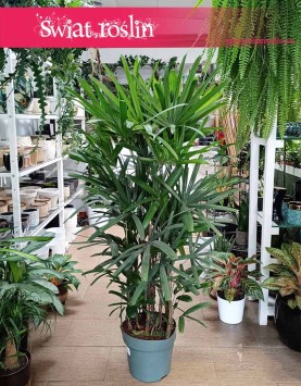 Palma Biczowa, Rapis Wyniosły, Rhapis Excelsa, duża palma biczowa