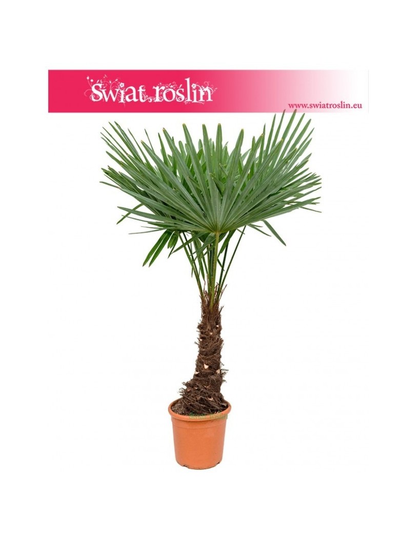 Szorstkowiec Fortunego, Trachycarpus Fortunei