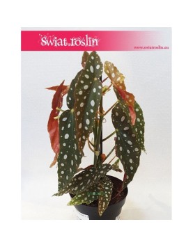 Begonia Maculata, Begonia Plamista, Begonia Koralowa, Ukośnica 7