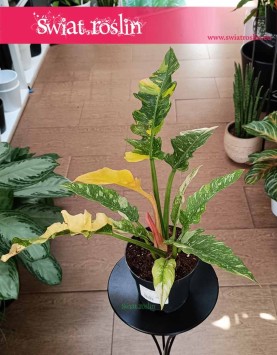 Filodendron Ring of Fire do kupienia online w sklepie z wysyłką, Philodendron Ring of Fire