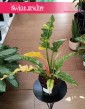 Filodendron Ring of Fire do kupienia online w sklepie z wysyłką, Philodendron Ring of Fire