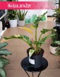 Filodendron Ring of Fire, Philodendron Ring of Fire kolekcjonerska roślina do kupienia z wysyłką
