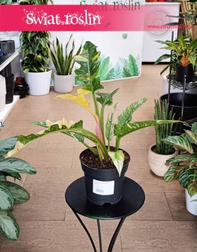 Filodendron Ring of Fire, Philodendron Ring of Fire piękna roslina kolekcjonerska do biura do mieszkania do firmy do domu