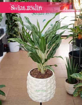 Aglonema Greyhund, Aglaonema Greyhund.