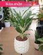 Aglonema Greyhund, Aglaonema Greyhund.