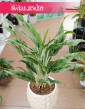 modna Aglonema Greyhund kup w Krakowie s sklepie świat Roślin, Aglaonema Greyhund.