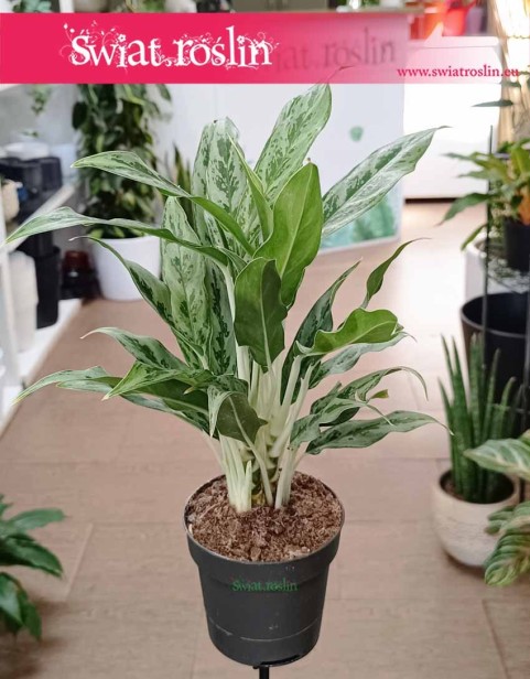 łatwa w uprawie Aglonema Greyhund do kupienia online z dostawą, Aglaonema Greyhund.