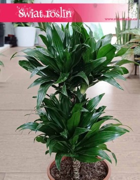 Dracena Compacta sklep z roślinami w Krakowie, Dracena Deremeńska,