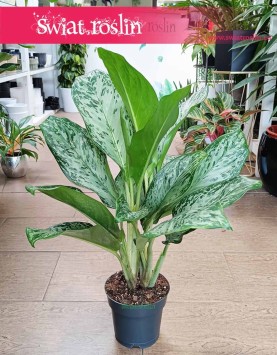 Aglaonema Greenlight, Aglonema Greenlight internetowy sklep z roślinami online