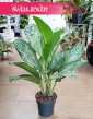Aglaonema Greenlight, Aglonema Greenlight internetowy sklep z roślinami online