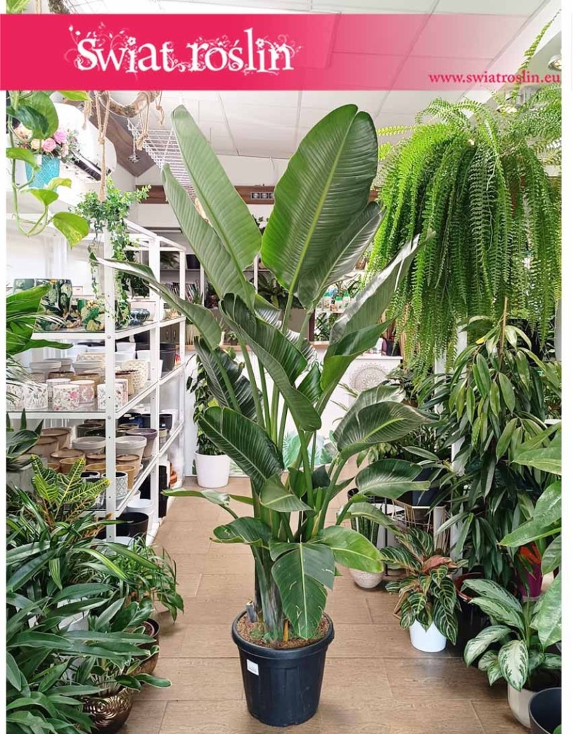 Olbrzymia Strelicja Nicolai, ogromna Strelitzia Nicolai, wielka Strelicja Biała - Duże rośliny doniczkowe sklep online