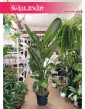 Ogromna Strelicja Nicolai, olbrzymia Strelitzia Nicolai, wielka Strelicja Biała -  sklep internetowy, wysyłka roślin