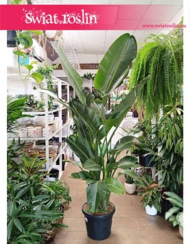 olbrzymia Strelicja Nicolai, ogromna Strelitzia Nicolai, gigantyczna roślina Strelicja Biała - , Duże strelicje sklep online
