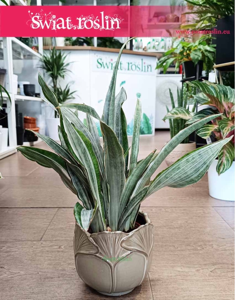 Sansewieria Aubrytiana Marlowe, Sansevieria Aubrytiana Marlowe, Sanseviera Marlowe, Sansewiera Marlowe