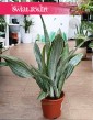 Sansevieria Aubrytiana Marlowe do kupienia w sklepie w Krakowie lub z wysyłką online, Sanseviera Marlowe