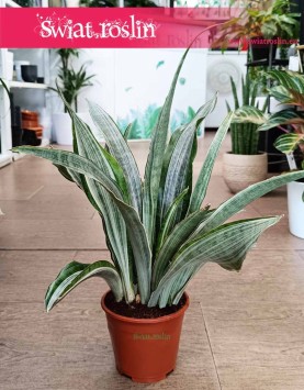 Sansevieria Aubrytiana Marlowe oczyszczająca powietrze roślina do kupienia online, Sanseviera Marlowe