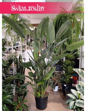Duża Strelicja Królewska, wielka Strelitzia Reginae