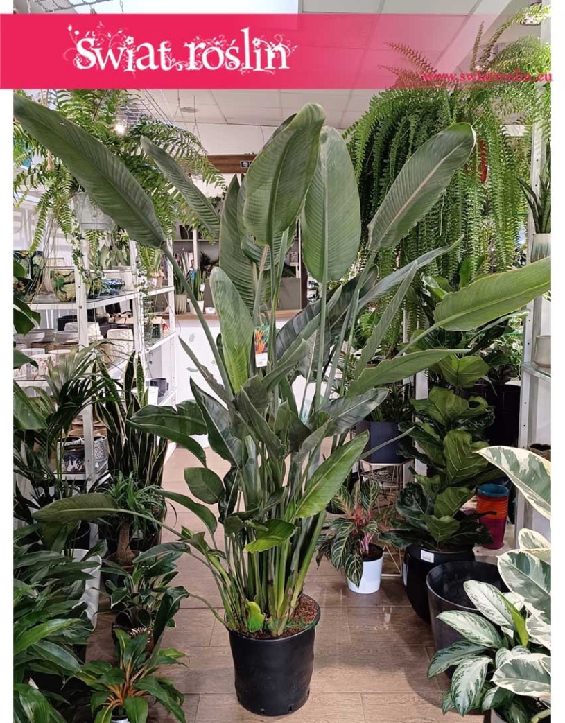 Duża Strelicja Królewska, wielka Strelitzia Reginae