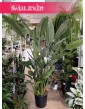Duża Strelicja Królewska, wielka Strelitzia Reginae
