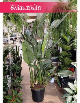 Duża Strelicja Królewska, wielka Strelitzia Reginae, modne rośliny, rośliny z instagrama