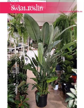 Duża Strelicja Królewska, wielka Strelitzia Reginae, duże kwiaty doniczkowe sklep Kraków
